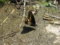 PAPILIONIDAE, Papilio polyxenes americus